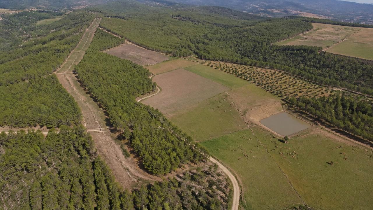 Vista aérea de un mosaico agroforestal gestionado: teselas de pinar alternadas con cultivos y pastos con ganado, fajas tratadas, pista forestal mantenida y una balsa de agua.