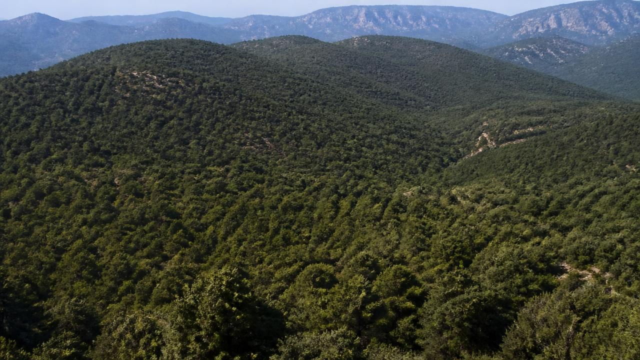 Vista aérea de una ladera mediterránea con cubierta forestal continua: pinar y matorral sin interrupciones, sin cultivos, pastos ni pistas que rompan la masa.
